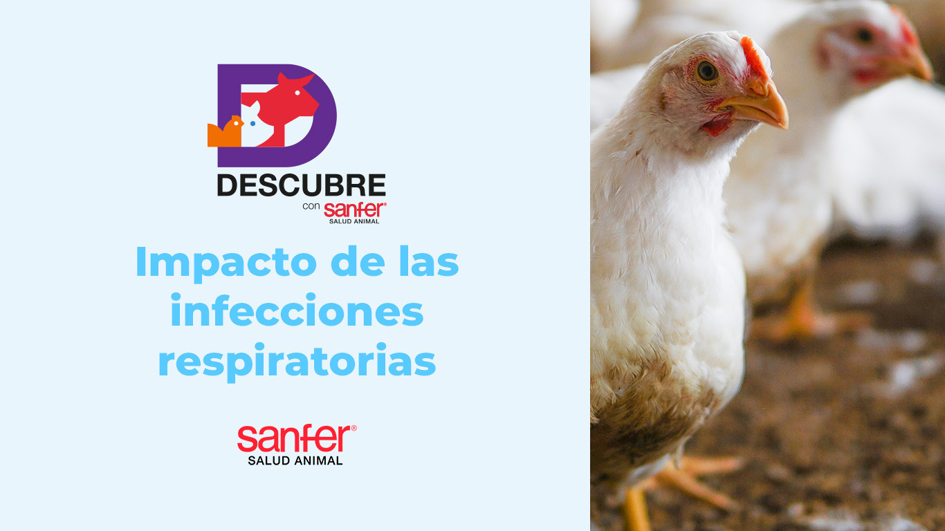 Impacto de las infecciones respiratorias en la conversión alimenticia y el bienestar aviar