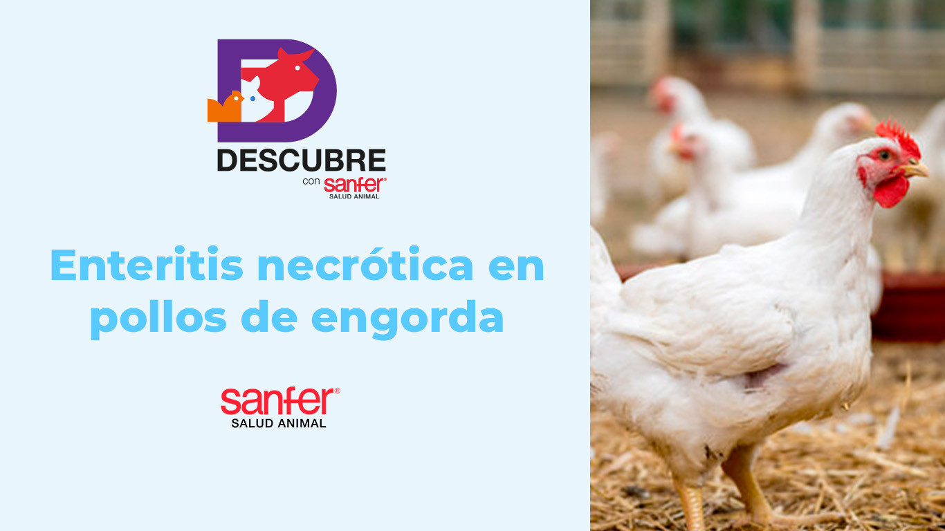 Enteritis necrótica en pollos de engorda: factores predisponentes y estrategias integrales de prevención.