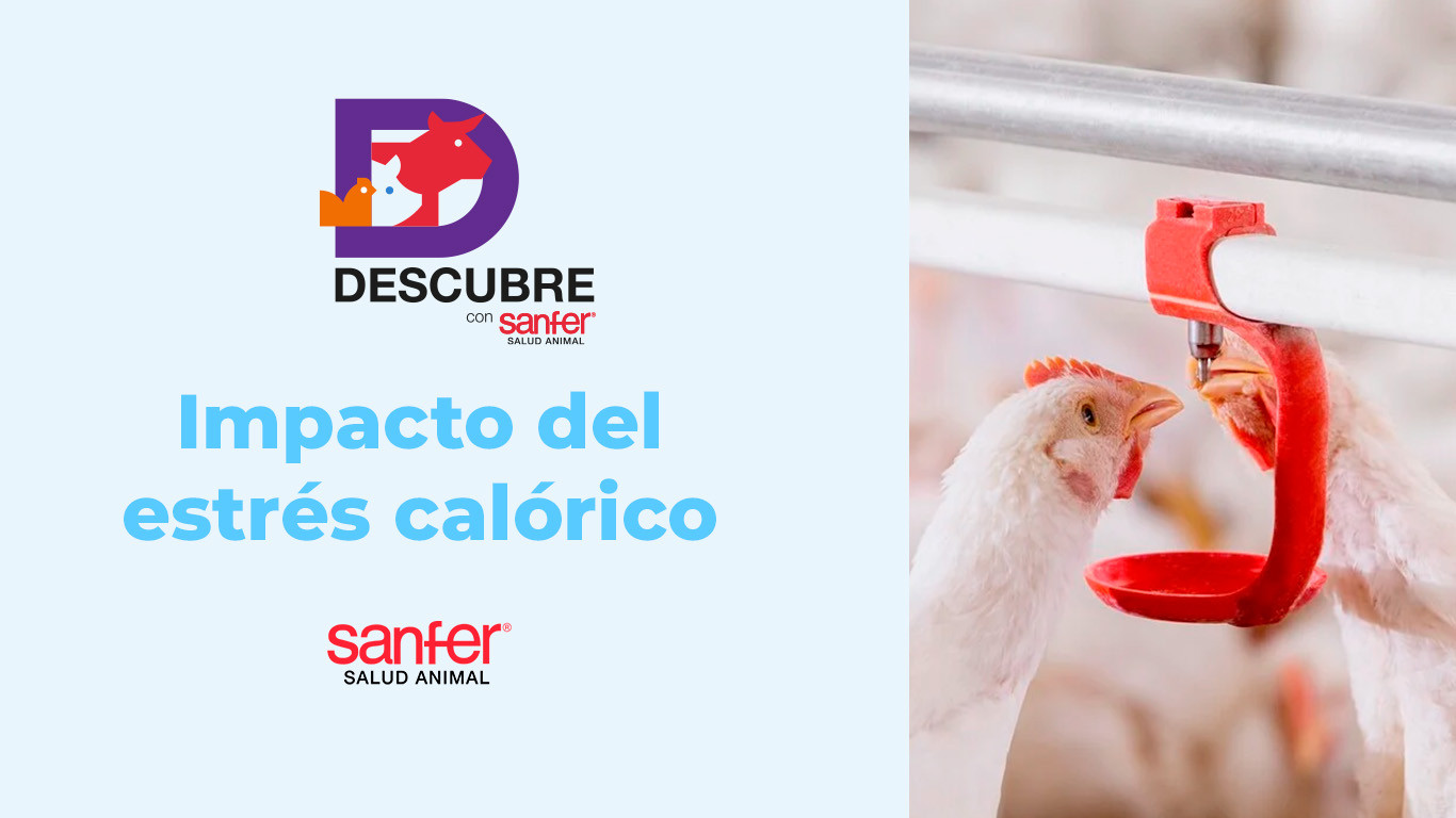 Impacto del estrés calórico residual en lotes avícolas: cómo minimizar sus efectos