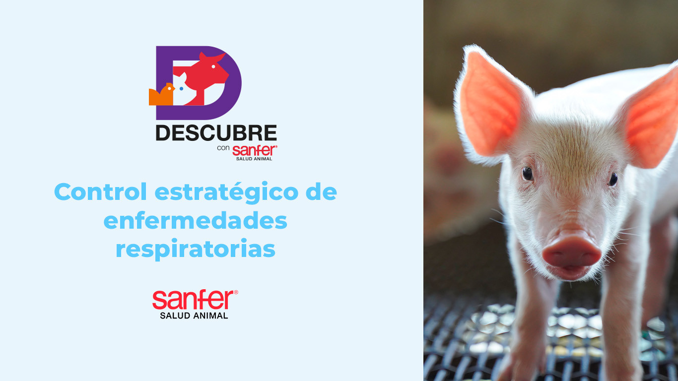 Control estratégico de enfermedades respiratorias porcinas
