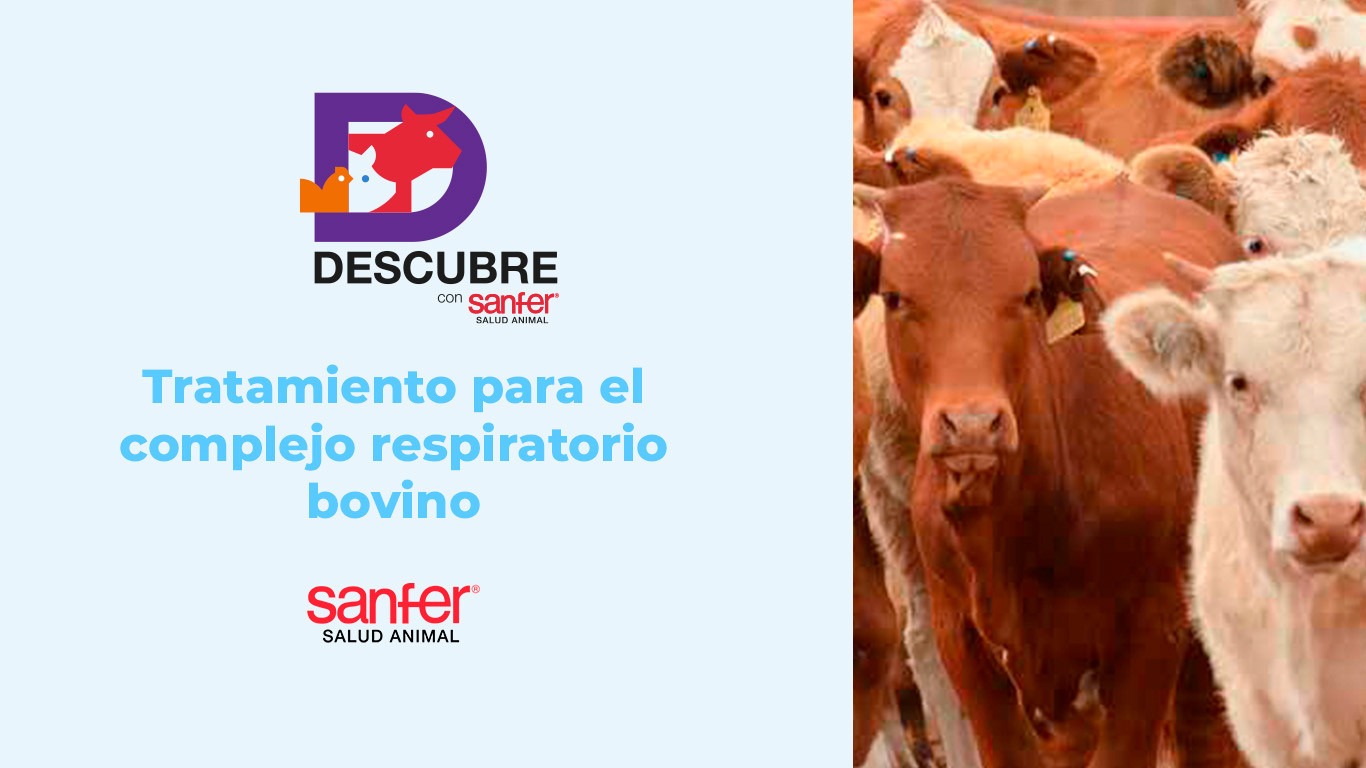 Tratamiento estratégico para el Complejo Respiratorio Bovino